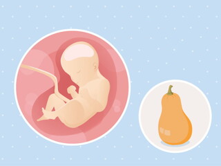 pregnancy-belly-fetal-development-week-29-no-text fetal development week 29