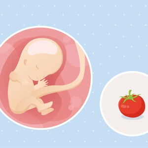 développement fœtal semaine 11