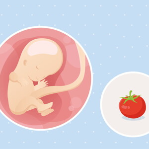 pregnancy-belly-fetal-development-week-11-no-text fetal development week 11