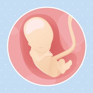 Semaine 13 de grossesse