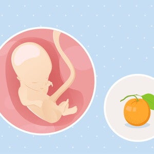 Semaine 14 de grossesse