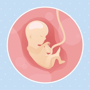 Semaine 15 de grossesse