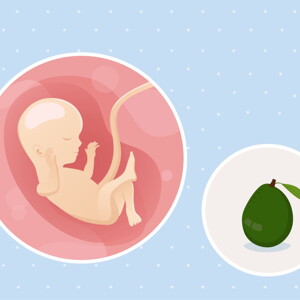 pregnancy-belly-fetal-development-week-16-no-text fetal development week 16