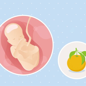 pregnancy-belly-fetal-development-week-19-no-text fetal development week 19