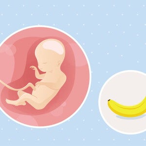 fetal development week 20