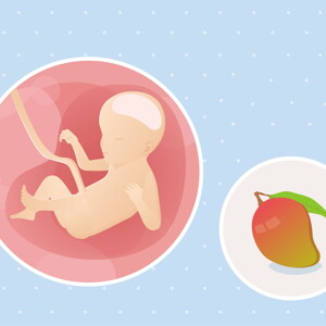 fetal development week 23