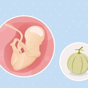 fetal development week 25