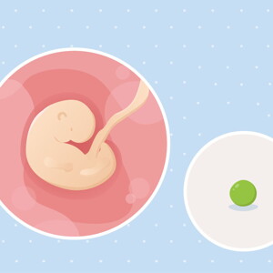 pregnancy-belly-fetal-development-week-5-no-text fetal development week 5