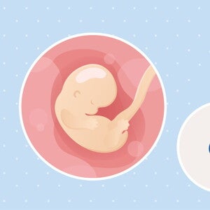 développement fœtal semaine 7