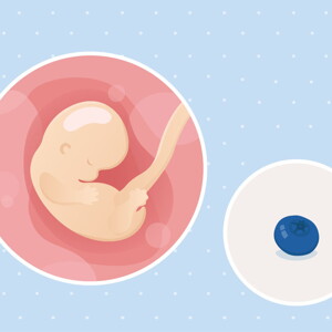 fetal development week 7