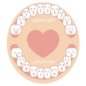 جدول التسنين عند الأطفال