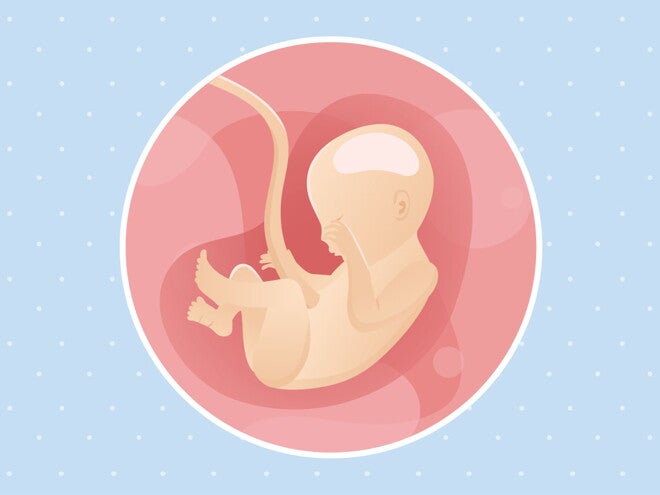 22e semaine de grossesse