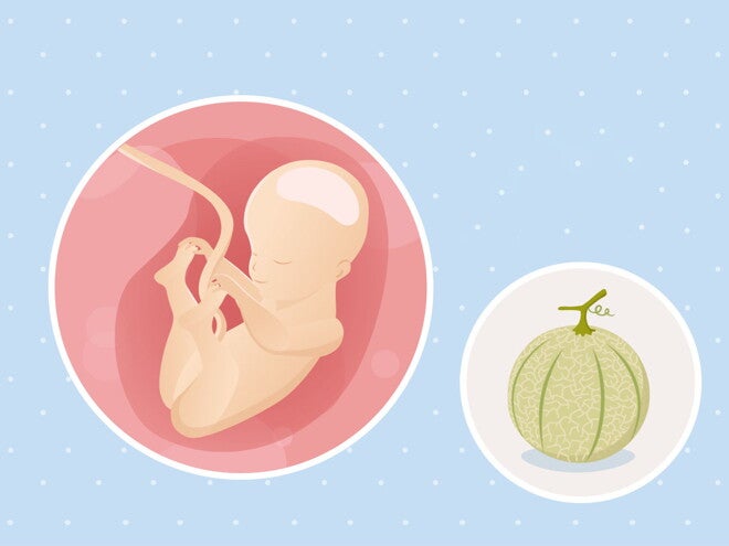 25e semaine de grossesse