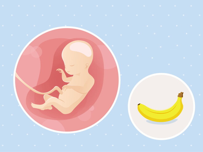 pregnancy-belly-fetal-development-week-20-no-text fetal development week 20