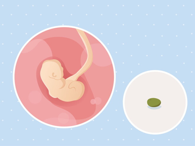 pregnancy-belly-fetal-development-week-4-no-text fetal development week 4