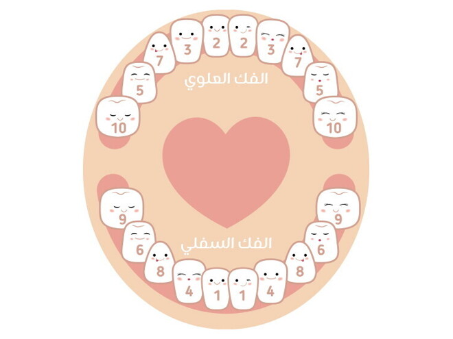جدول التسنين عند الأطفال جدول التسنين عند الأطفال