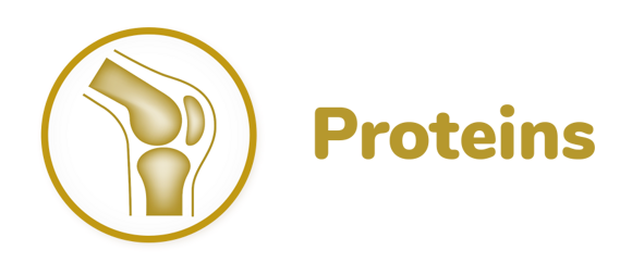 PROTEINS PROTEINS